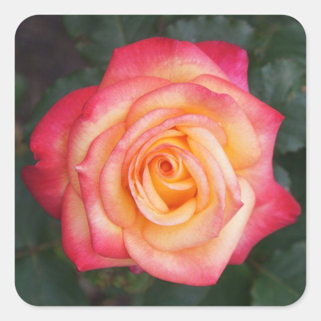 Dream Come True Rose #1 Stickers (Front)