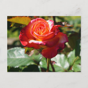 Dream Come True Rose #2-2 Postcard