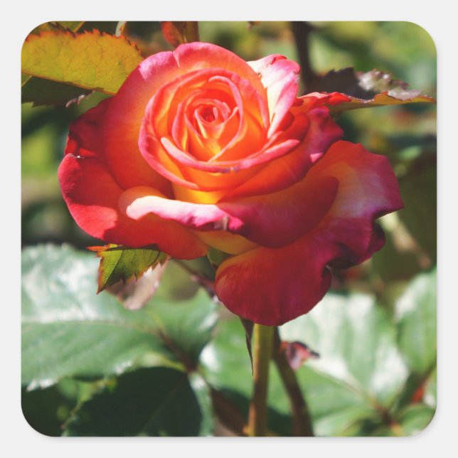 Dream Come True Rose #2-2 Stickers (Front)