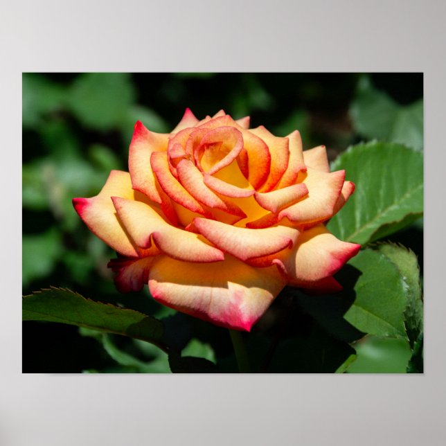 Dream Come True Rose Poster (Front)