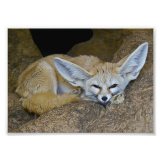 Dream Ears Print