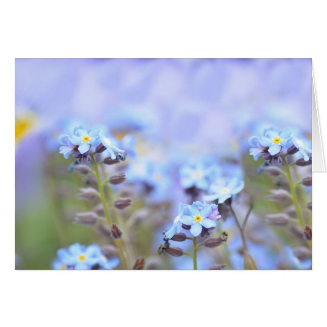 Dream in Blue (Front Horizontal)