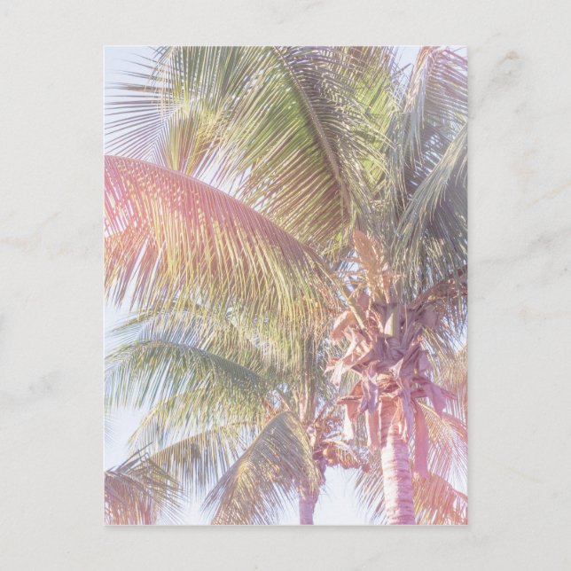 Dream Palm Tree Postcard (Front)