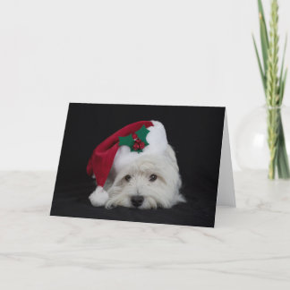 Dreamer the pesky westie Christmas Card