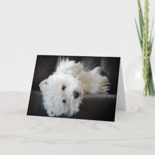 Dreamer the pesky westie greeting card