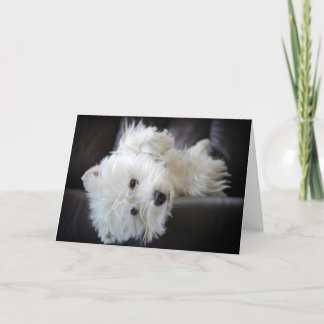 Dreamer the pesky westie greeting card