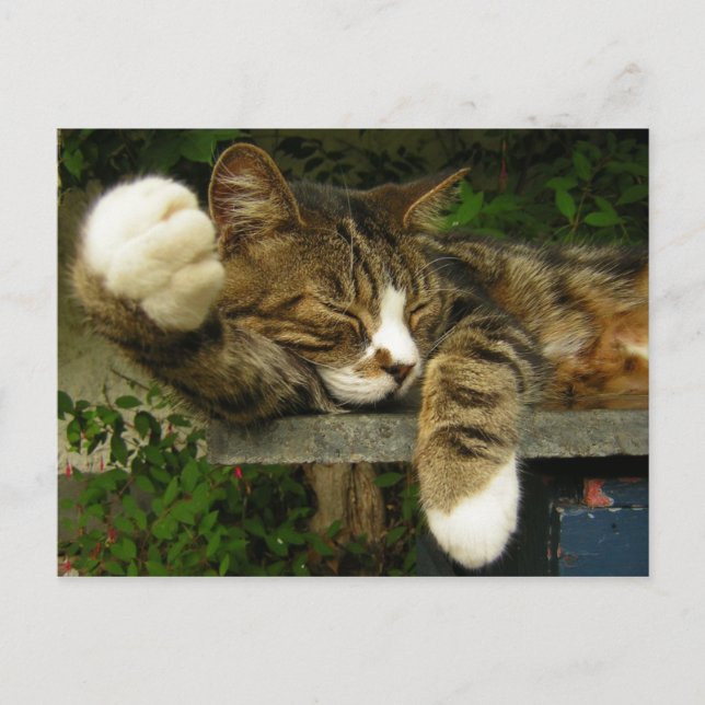 Dreaming about being interesting postcard (Front)