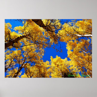 Dreaming in color poster