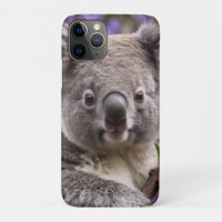 "Dreaming in Purple: A Koala in a Jacaranda Tree