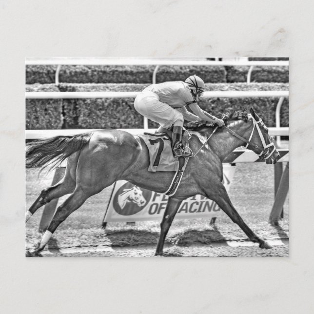 Dreaming of Julia- 2 year old filly Champion Postcard (Front)