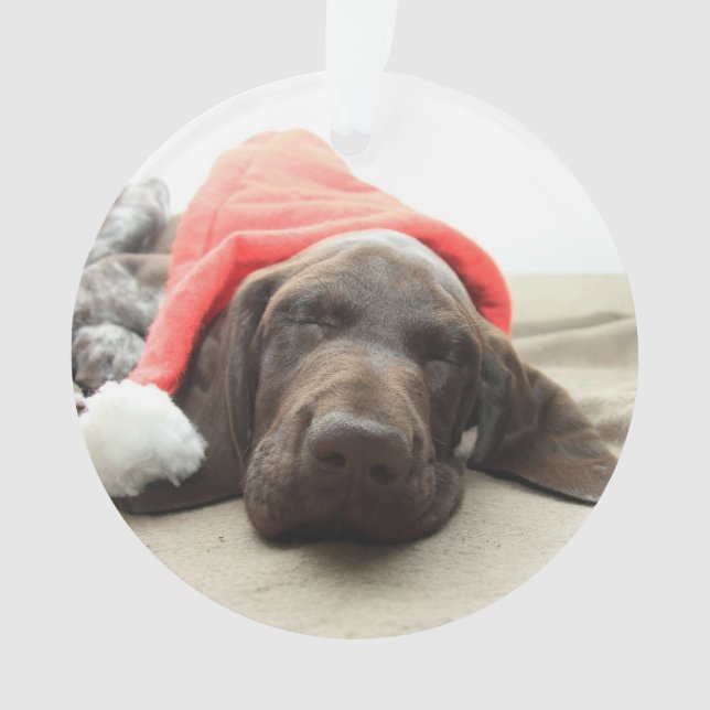 Dreaming of Santa - German Shorthair Puppy Ornament (Front)