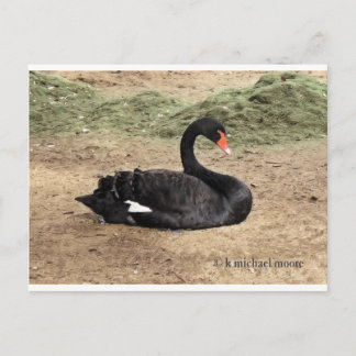 Dreaming the Sea Postcard