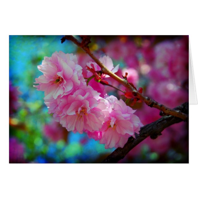 Dreamland (Front Horizontal)