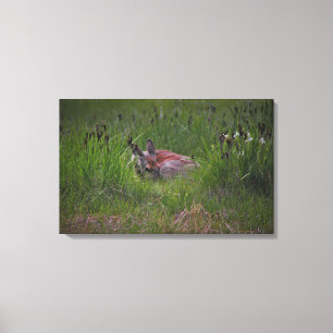 Dreamland Canvas Print