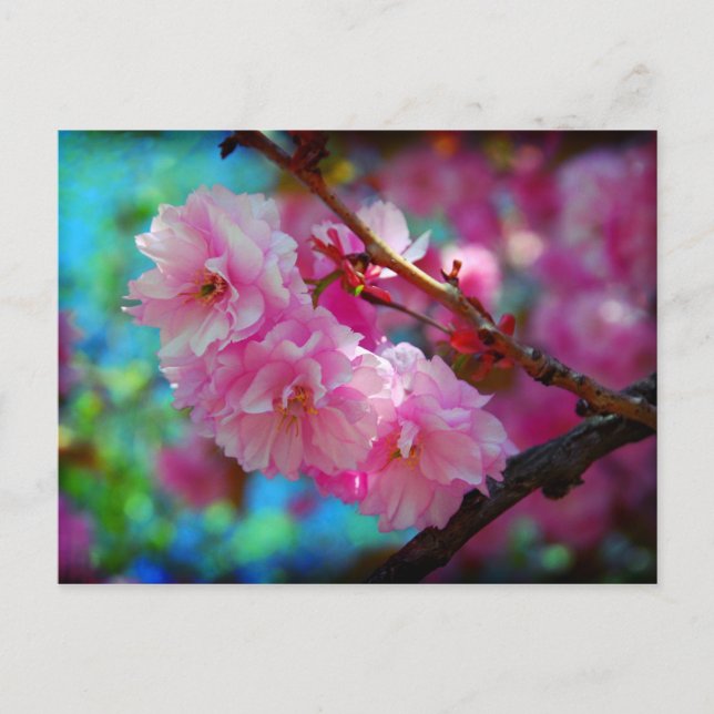 Dreamland, Cherry blossom in Korea Postcard (Front)