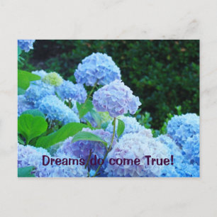 Dreams do come True! postcards Blue Hydrangea