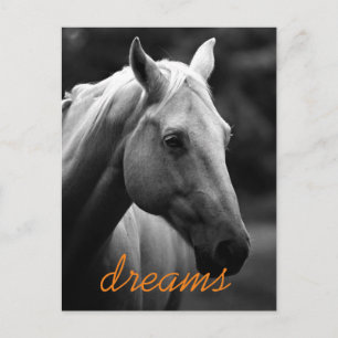 Dreams Motivational Black & White Horse Head Postcard