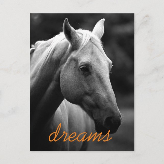 Dreams Motivational Black & White Horse Head Postcard (Front)