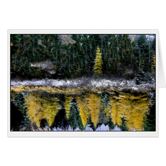 Dreams of a Young Tamarack (Front Horizontal)