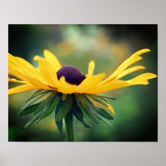 Dreamy Black Eyed Susan Daisy Flower  Poster (Front)