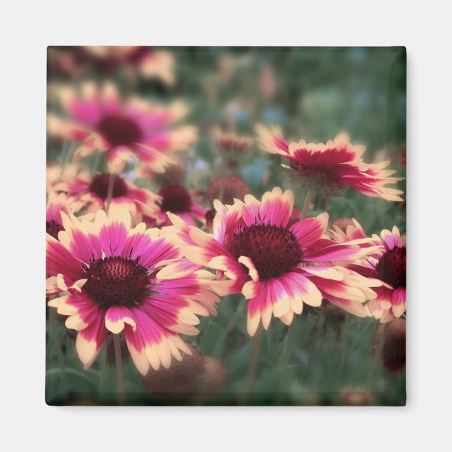 Dreamy Blanket Flowers Magnet (Front)