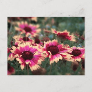 Dreamy Blanket Flowers Postcard