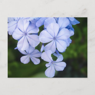 Dreamy Botanical Sparkle Background Postcard