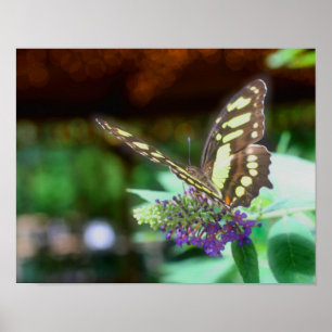 Dreamy Butterfly On Flower Nature Poster