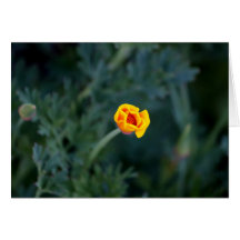 Dreamy California poppy greeting card