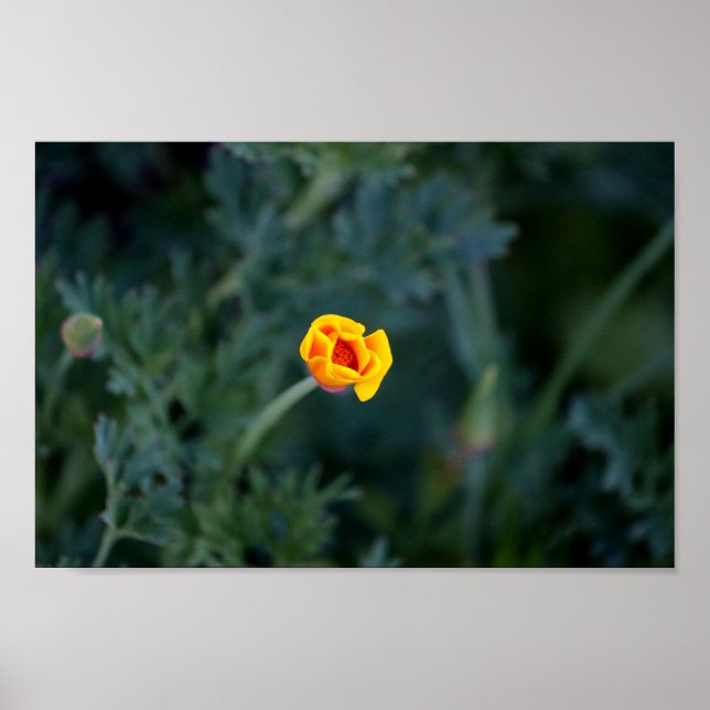 Dreamy California poppy Poster (Front)