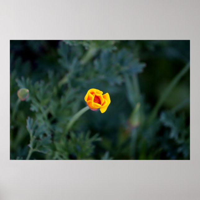 Dreamy California poppy Poster (Front)