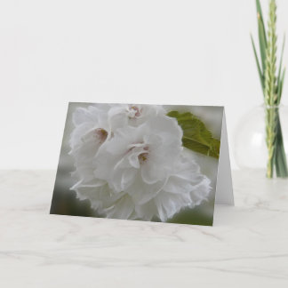 Dreamy Cherry Blossoms AH2010 Card