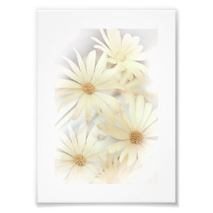 Dreamy Daisies 2 Photo Print