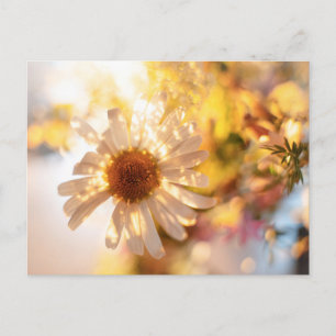Dreamy daisy fine art photo postcard
