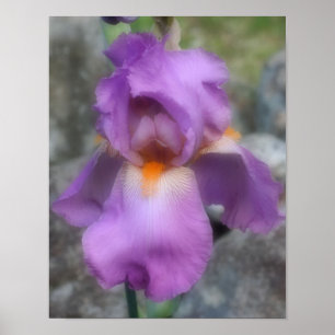 Dreamy Lavender Bearded Iris Flower Poster