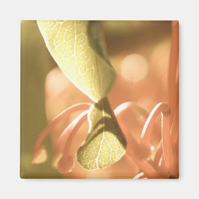 Dreamy Magnet (Front)