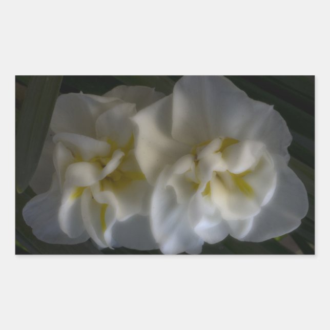 Dreamy Narcissus Daffodils Rectangular Sticker (Front)