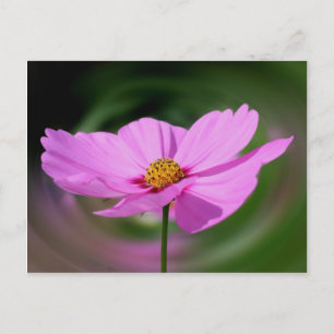 Dreamy Pink Cosmos Flower Nature Postcard