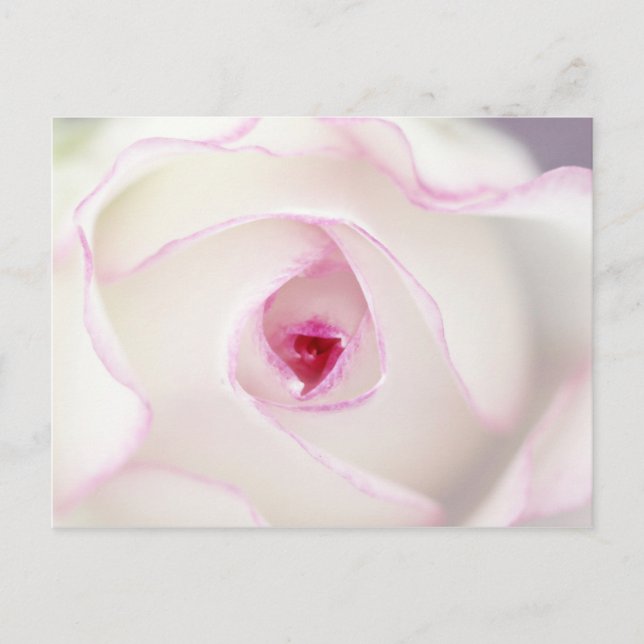 Dreamy rose postcard (Front)