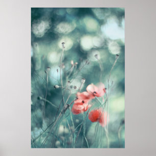 Dreamy Soft Poppies on Aqua Green Background Poster