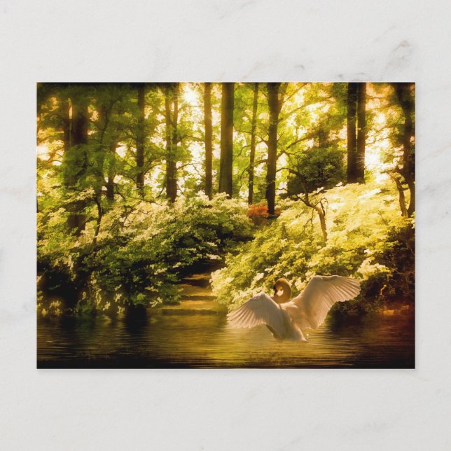 Dreamy Swan Postcard (Front)