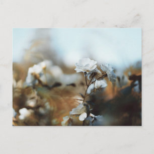Dreamy White Garden Roses with Soft Vintage Bokeh Postcard