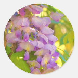 Dreamy Wisteria Flower Classic Round Sticker