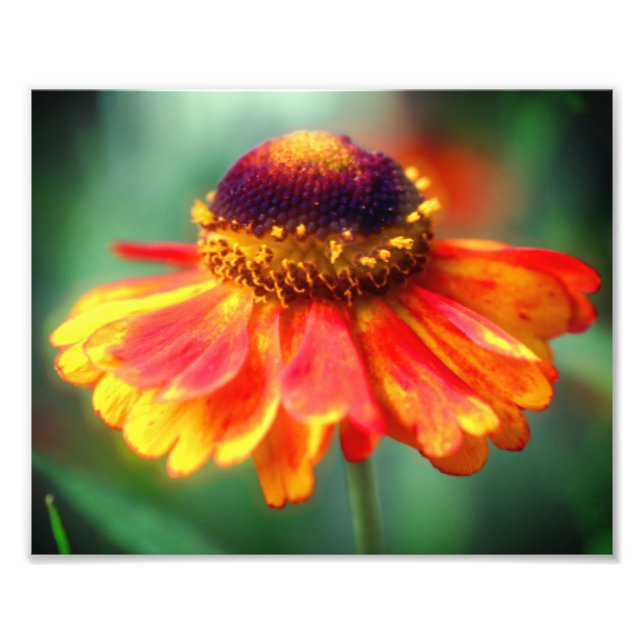 Dreamy Zinnia Flower 8x10 Photo Print (Front)