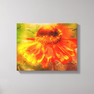Dreamy Zinnia Flower Distressed Canvas Print