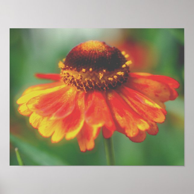 Dreamy Zinnia Flower Poster (Front)