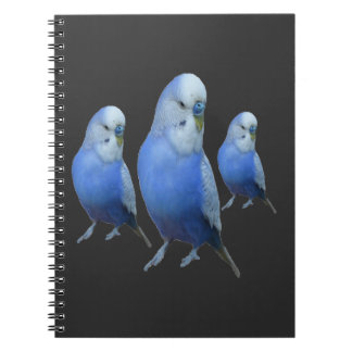 drei blaue Wellensittiche Notebook