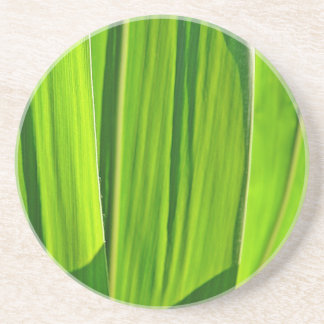 Drei grüne Maisblätter Coaster