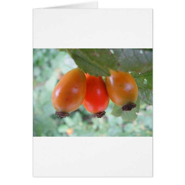 Drei orange Hagebutten (Front)