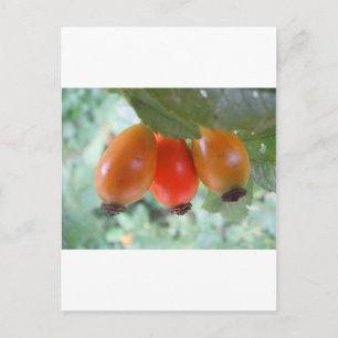 Drei orange Hagebutten Postcard